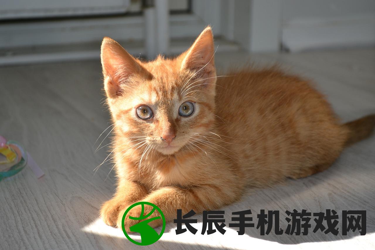 (点点猫咪)猫猫点心铺游戏，一场治愈系与策略性的完美结合