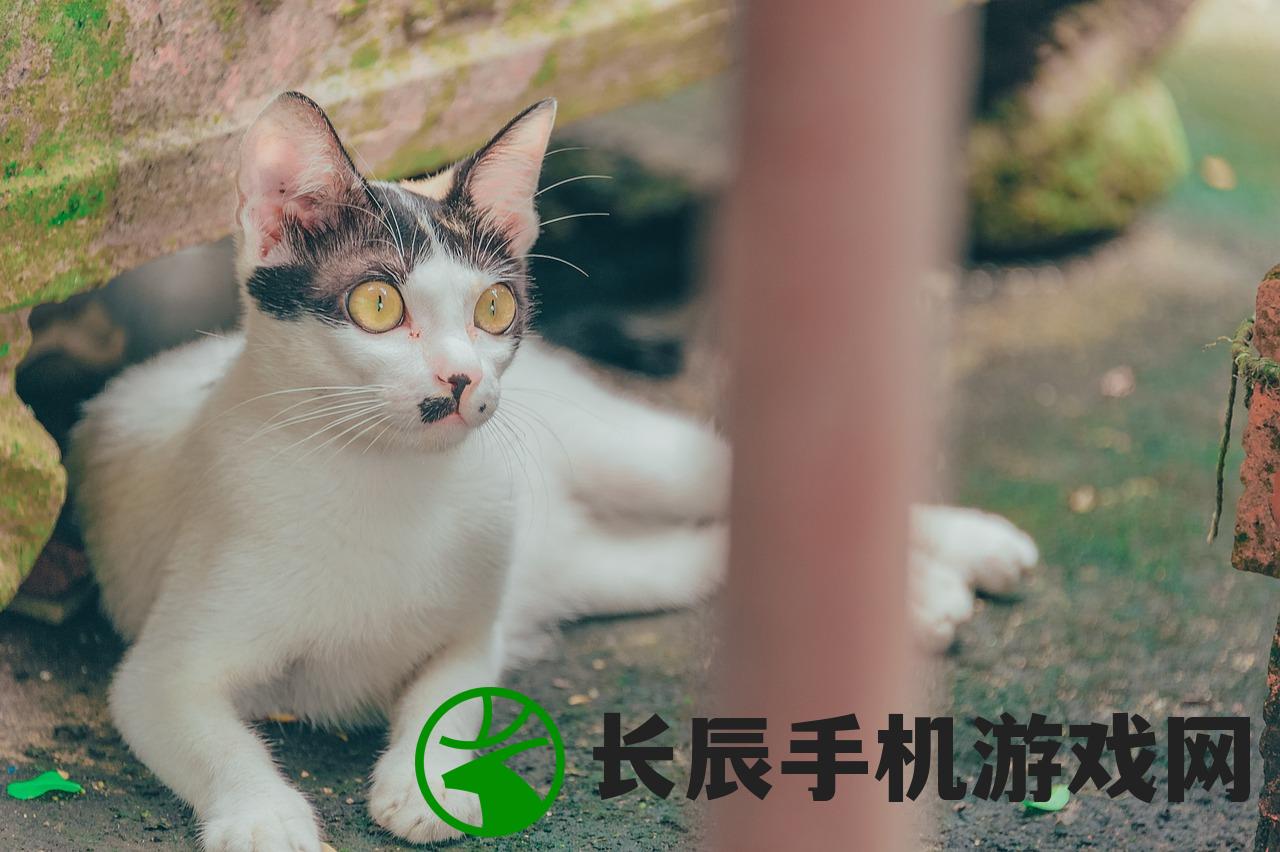 (点点猫咪)猫猫点心铺游戏，一场治愈系与策略性的完美结合