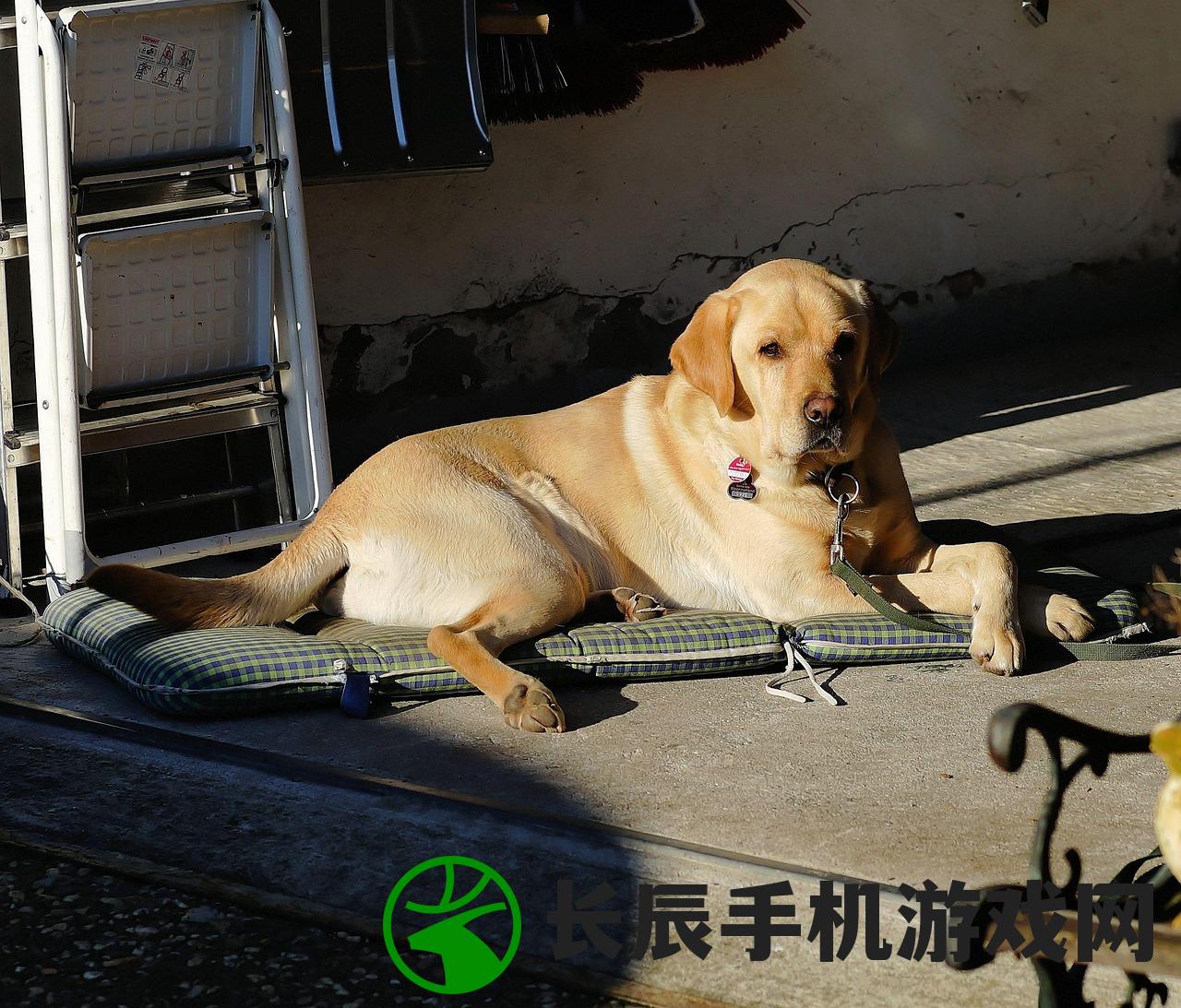 (拉布拉多警长第一集)拉布拉多警长杜啦CP，警犬界的超级英雄情侣档