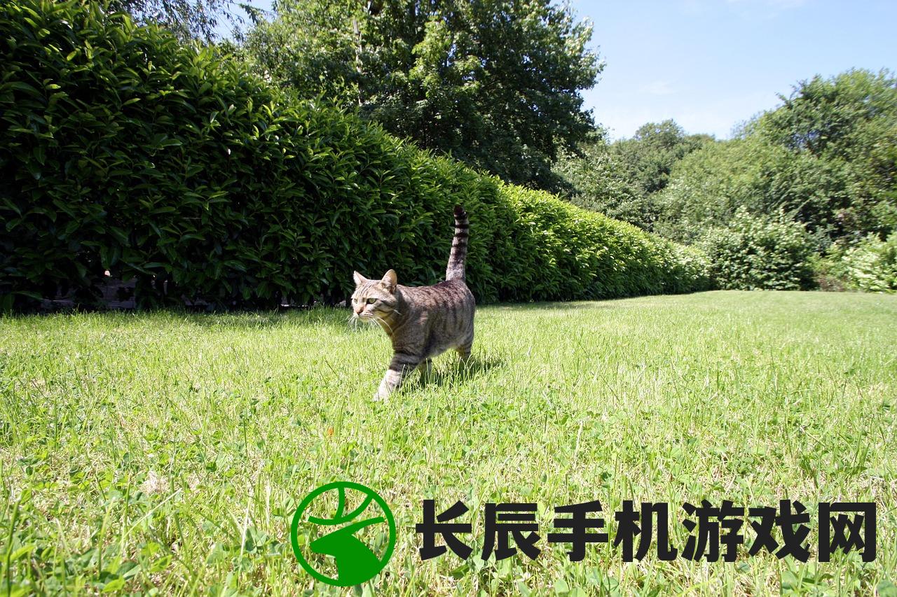 (猫咪打猎的图片)最新猫咪打猎无限金币版，免安装畅玩，探索无限金币的魅力！