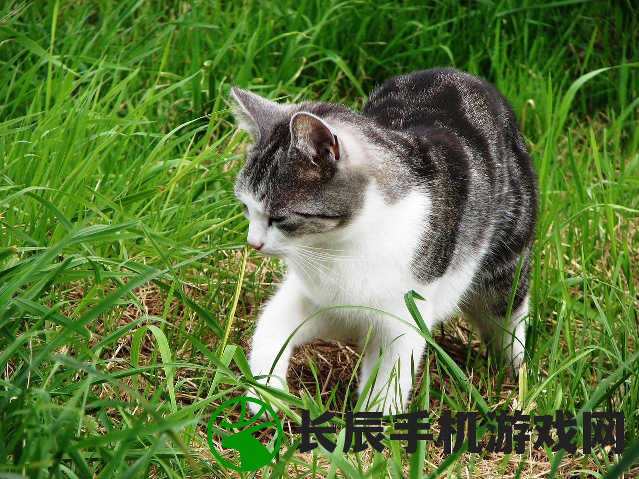 (猫咪打猎的图片)最新猫咪打猎无限金币版，免安装畅玩，探索无限金币的魅力！