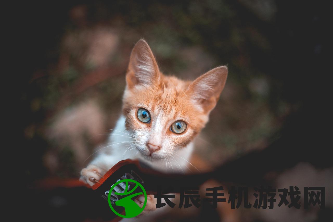 (作家喜欢养猫吗)作家与猫，一段无言的情缘