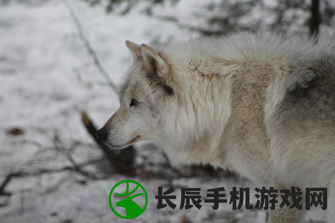 (冷酷的代号2个字动物是什么)冷酷的代号，狼影