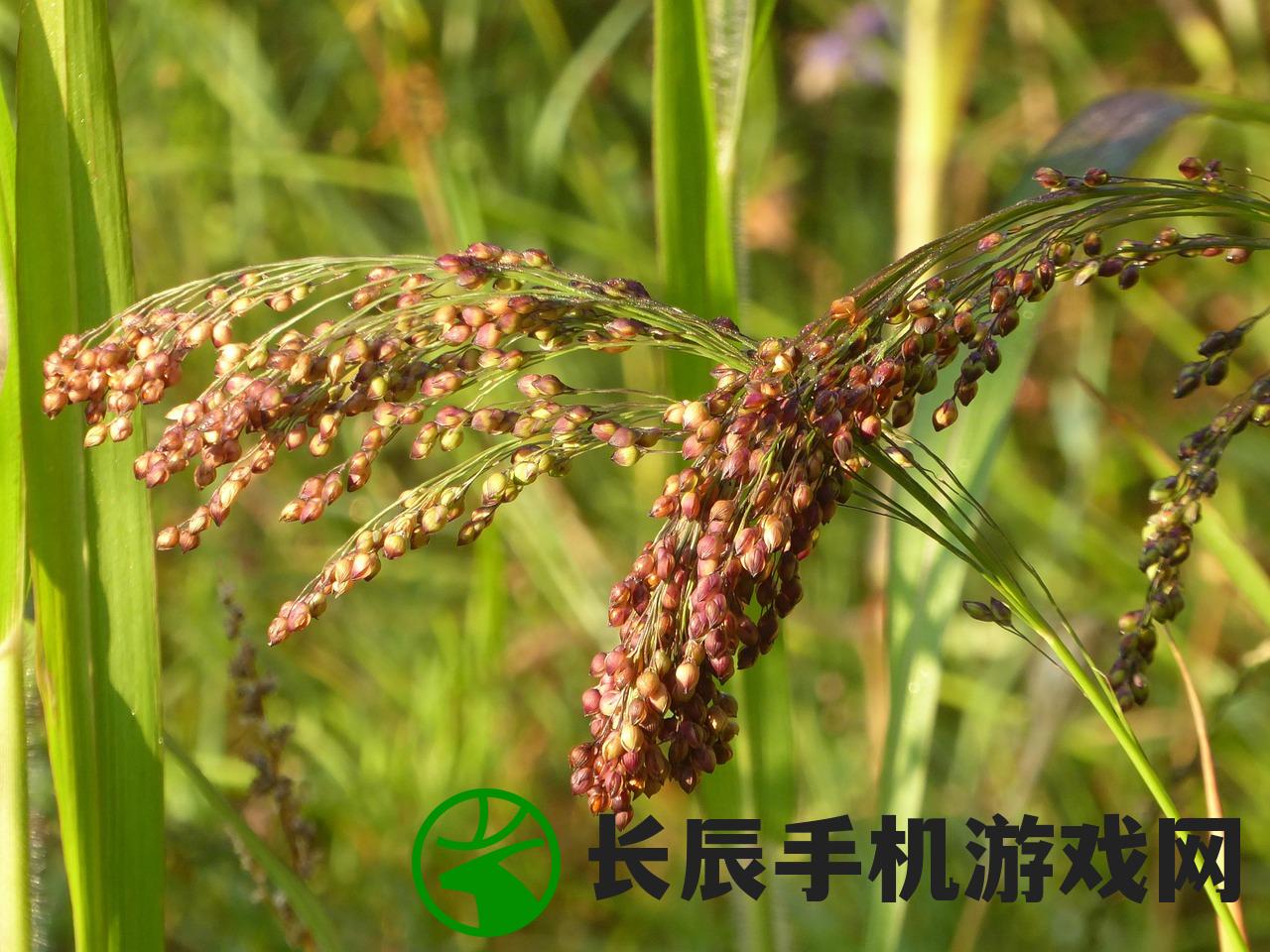(如何服用红景天粉效果好)如何正确服用红景天粉——从多元化角度分析