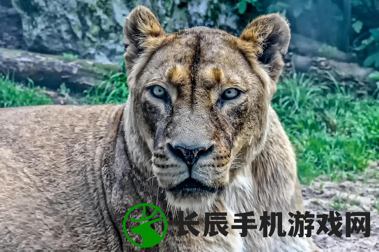 (动物王者国际服zooba下载)动物王者国际服，游戏魅力与玩家指南