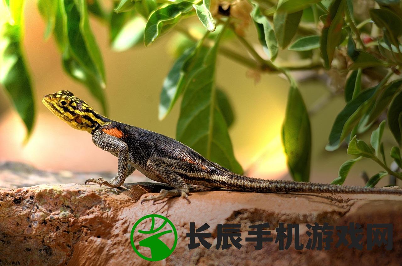 (动物王者国际服zooba下载)动物王者国际服，游戏魅力与玩家指南