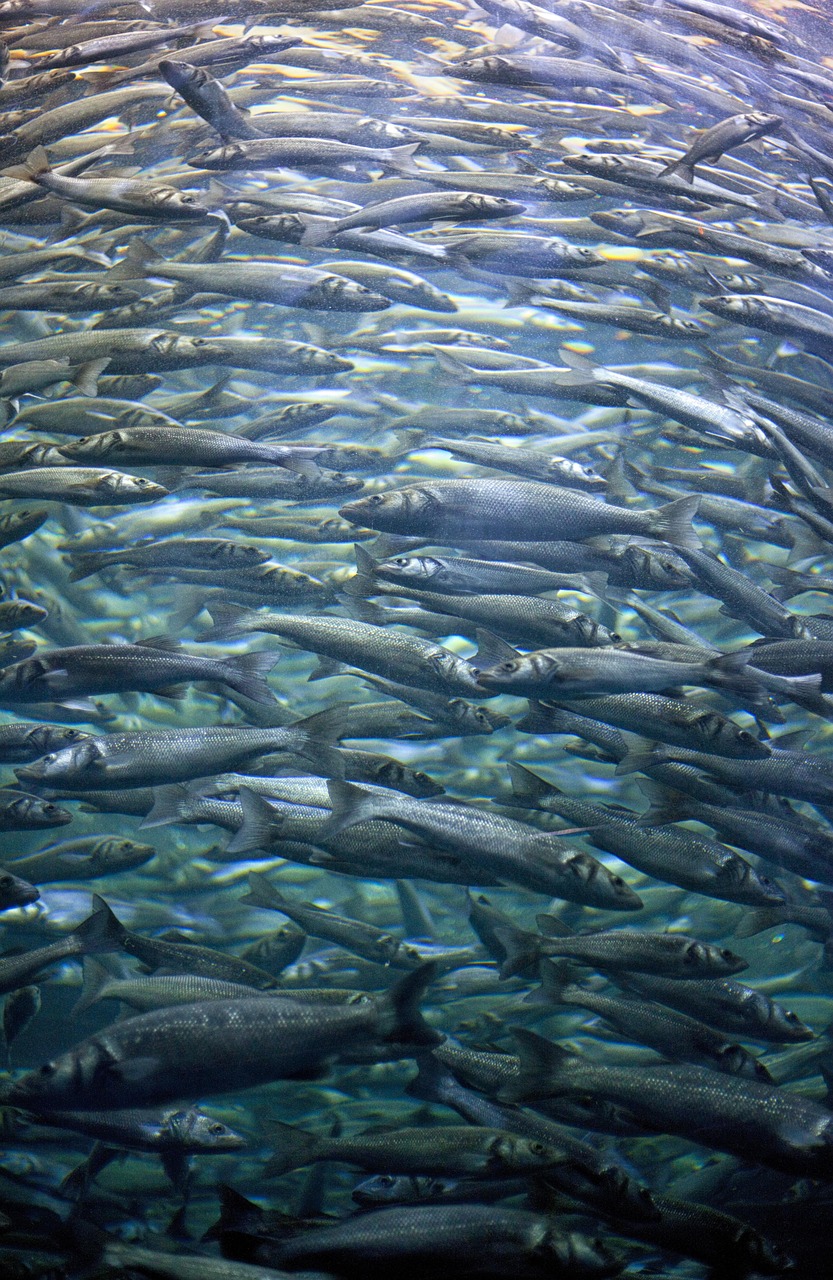 (水族馆里100种动物名称介绍)水族馆里的奇妙世界，一百种动物探秘