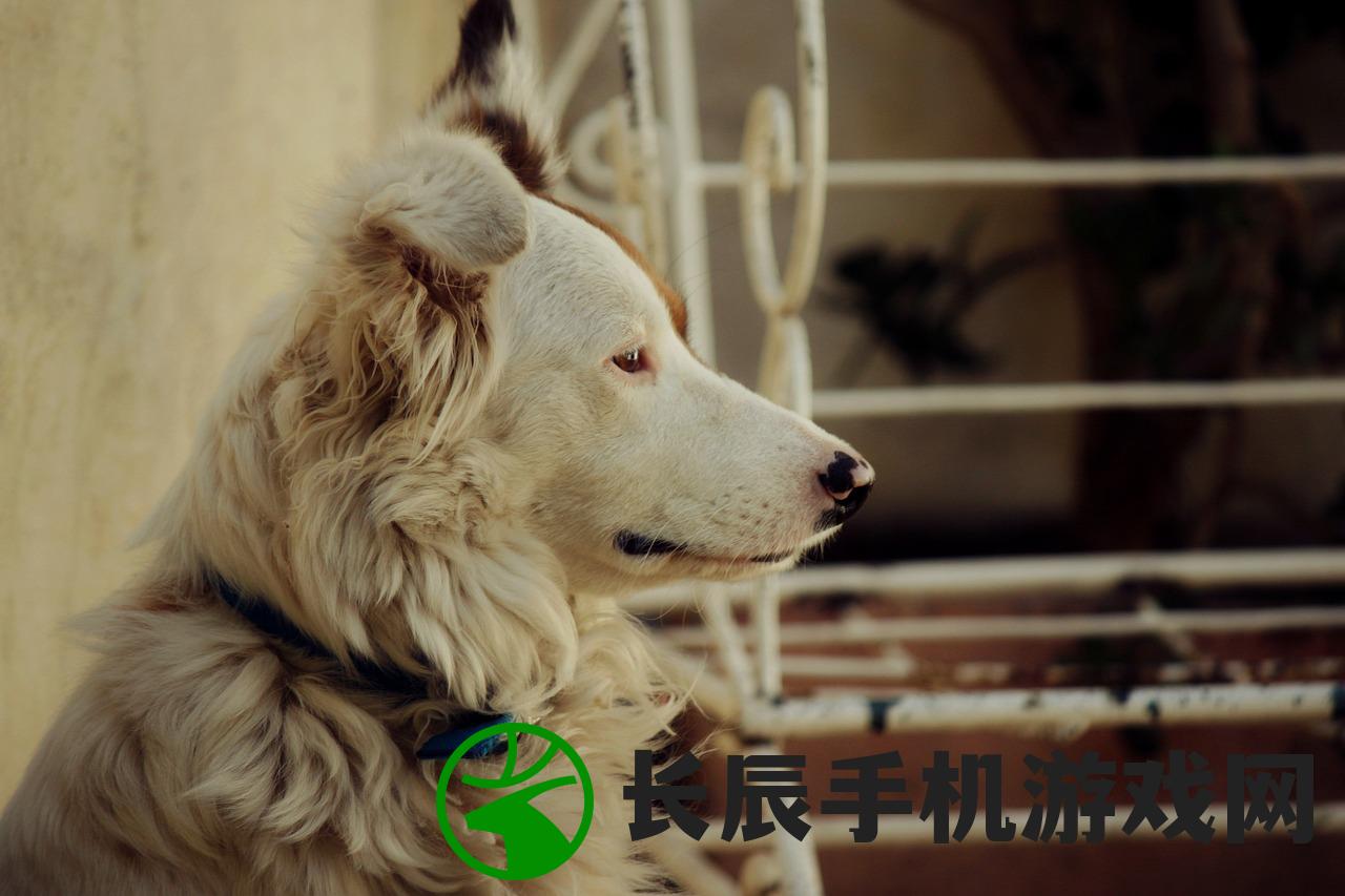 (浣熊很坏)浣熊不高兴凯涅斯，背后的故事与深层含义