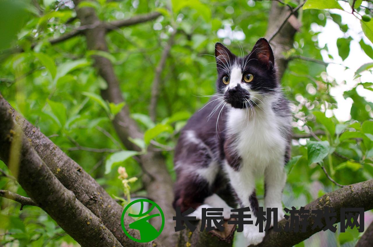 (我家猫咪开挂了免费全文阅读)我家猫开设的修仙中心，人气飙升与神秘体验