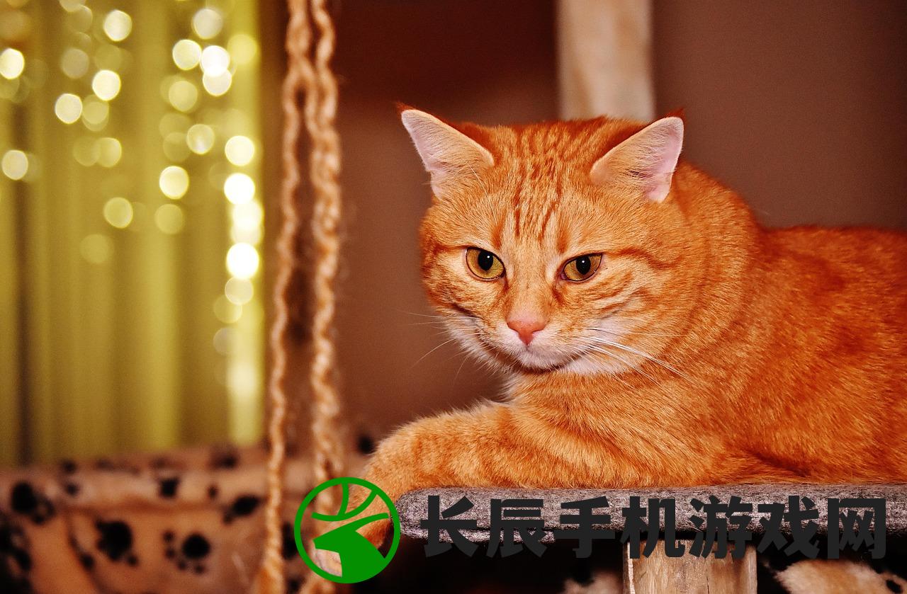 (猫 冰淇淋)猫猫狗狗冰淇淋与物品升级的创新策略指南