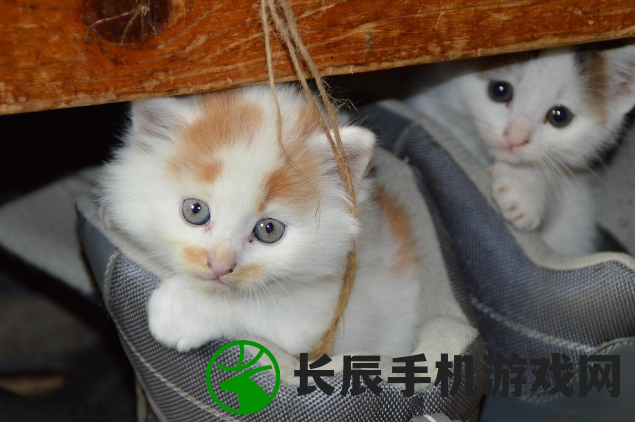 (猫之宿约者官网)猫之宿约者为何下架，深度探究其原因