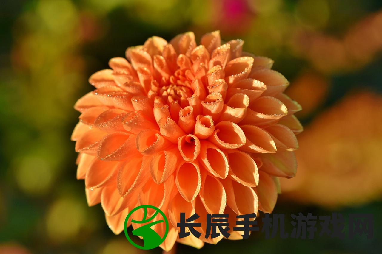 (花开易梦阁什么时候出来呀)花开易梦阁官方微博，探索梦幻之地的桥梁