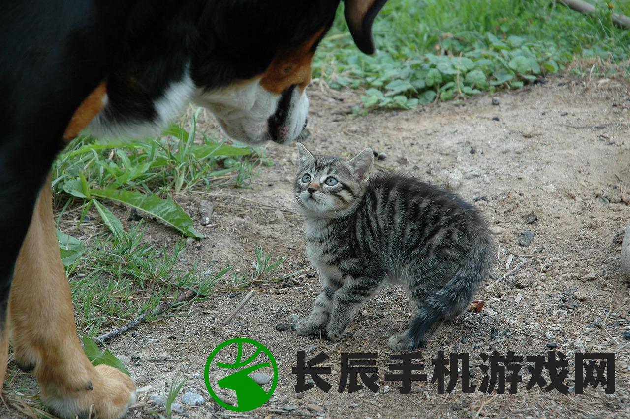 (猫咪异闻破解版)猫咪异闻，无限星币的神秘之旅