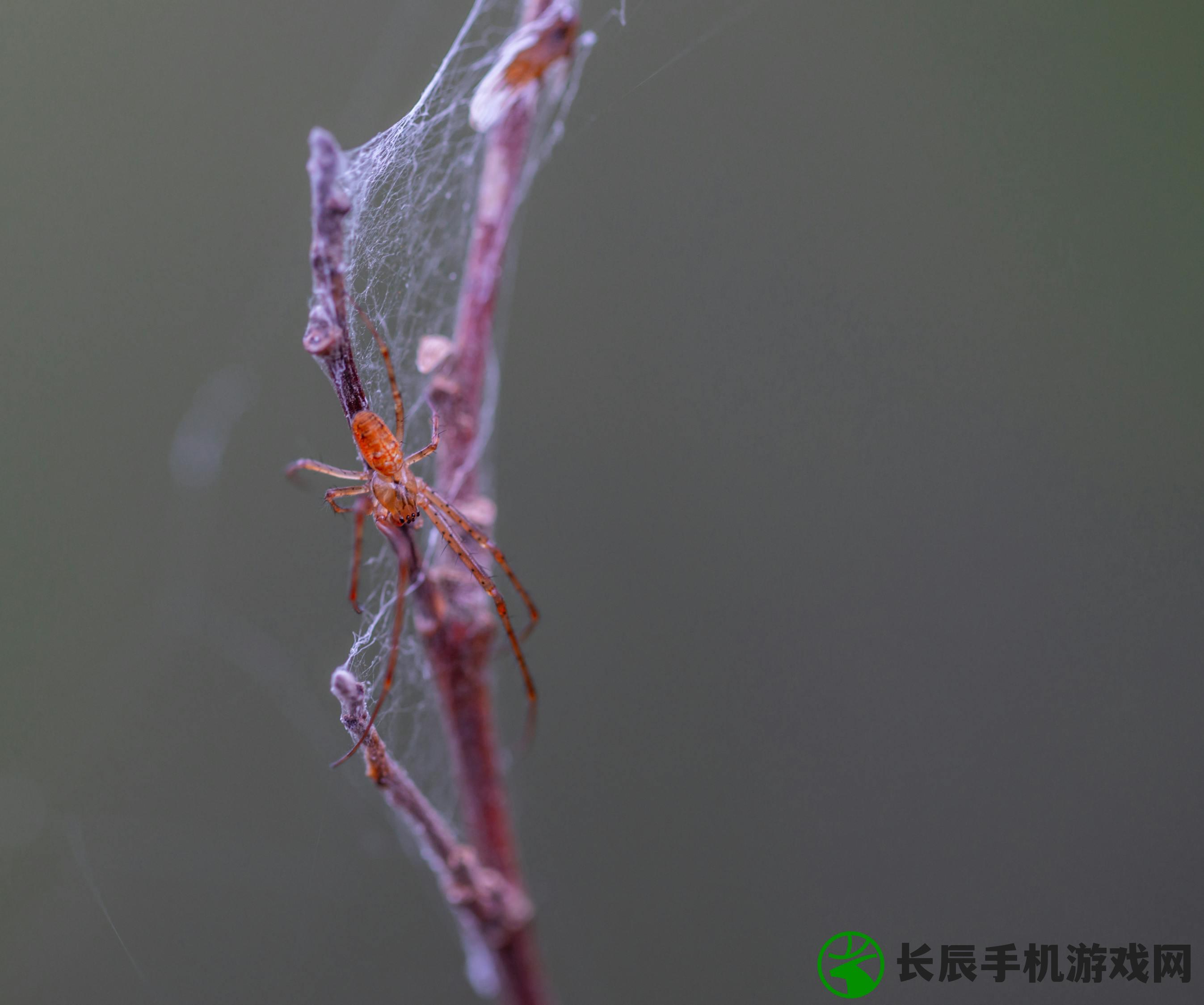 (传奇小蜘蛛下载)传奇小蜘蛛的最新动态及分析