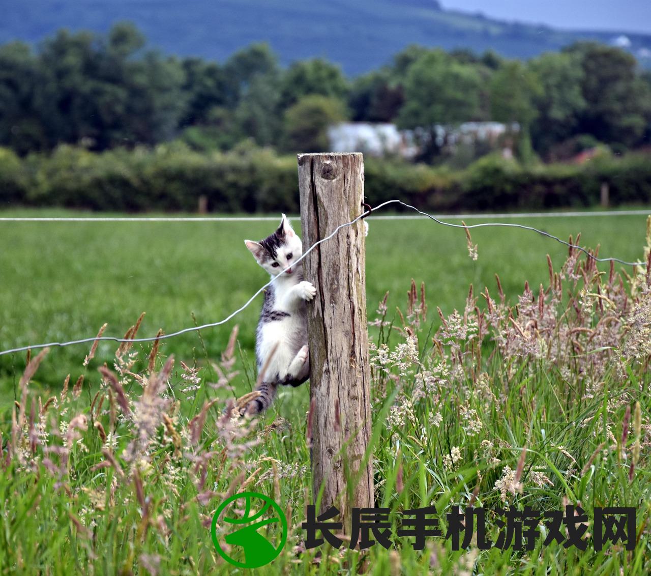 (猫咪和汤官方正版兑换码)猫咪和汤官方正版，游戏魅力与探索