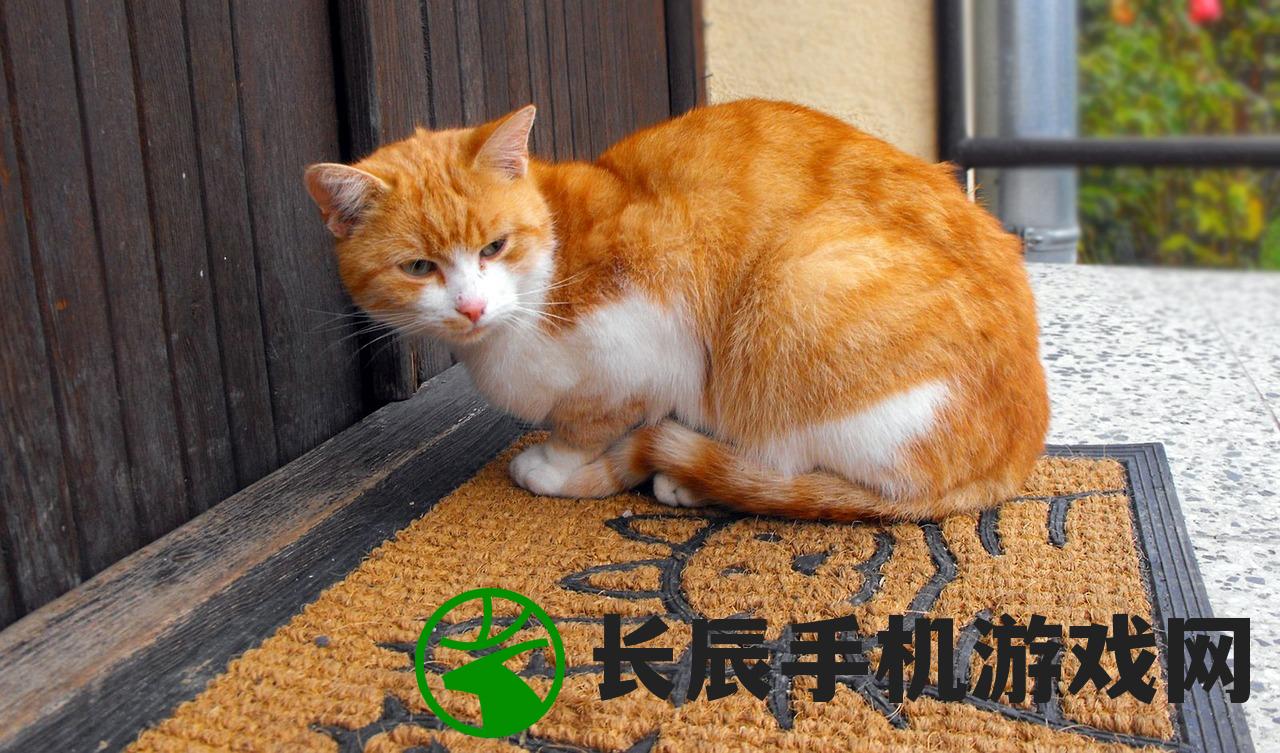 (猫的品种 田园)了解猫的品种和田园生活方式：从田园猫到纯种猫的演变历程